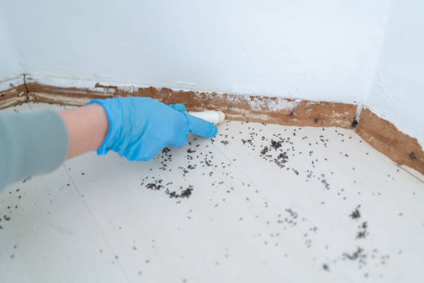 Best Local Pest Control Services  in Inglenook, CT